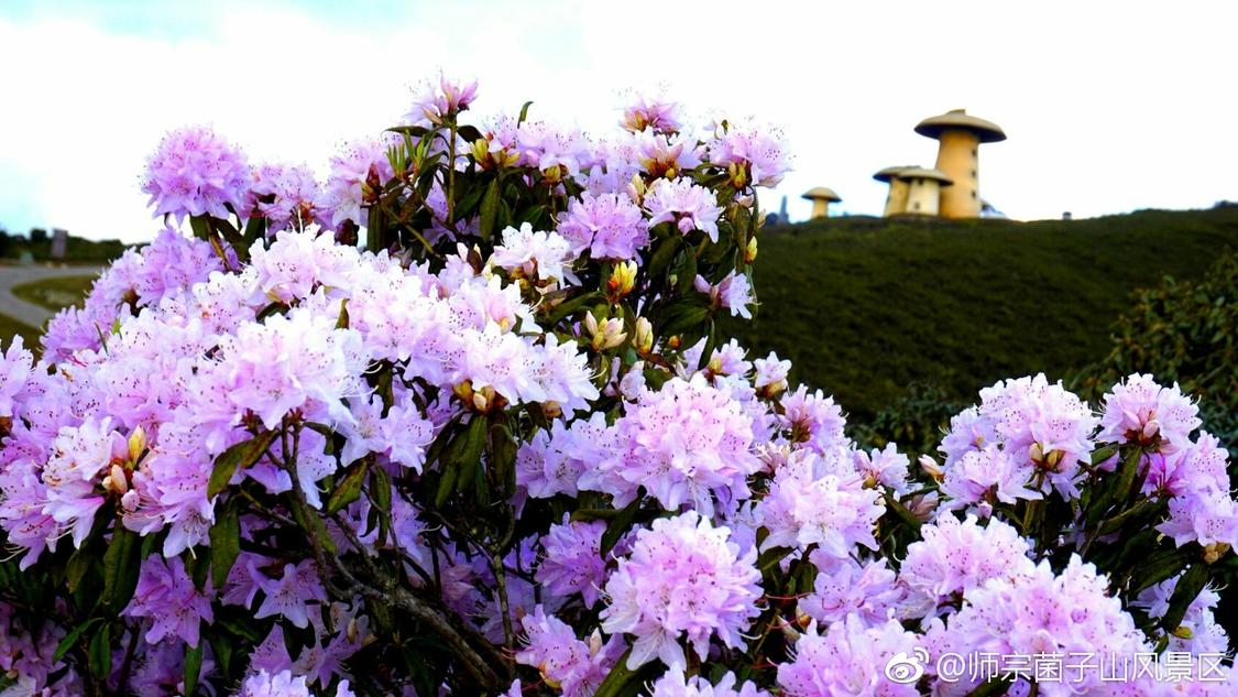 稍早前线下推广便捷化搭建您的种草平台:精准触达年轻用户的核心方式,快手在线双击网页：快手热门作品精彩瞬间大盘点